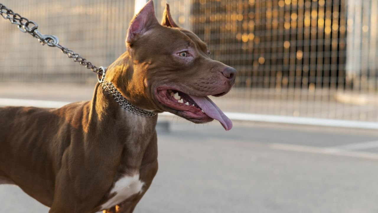 Dos Pitbulls que Mataron A UNA ANCIANA DE 73 Años Estaban Bajo los Efectos de la Cocaína, Revelan Análisis