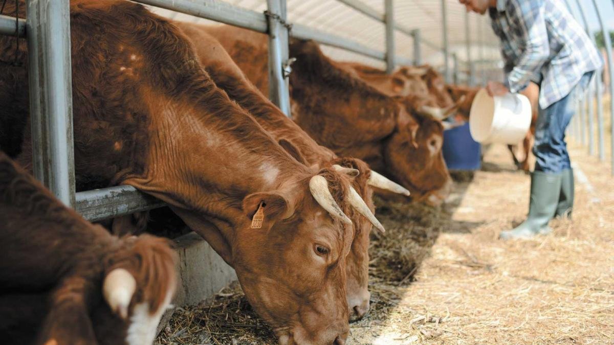 EU Invertirá 21 Millones de Dólares en México para erradicar Propagación del Gusano Barrenador