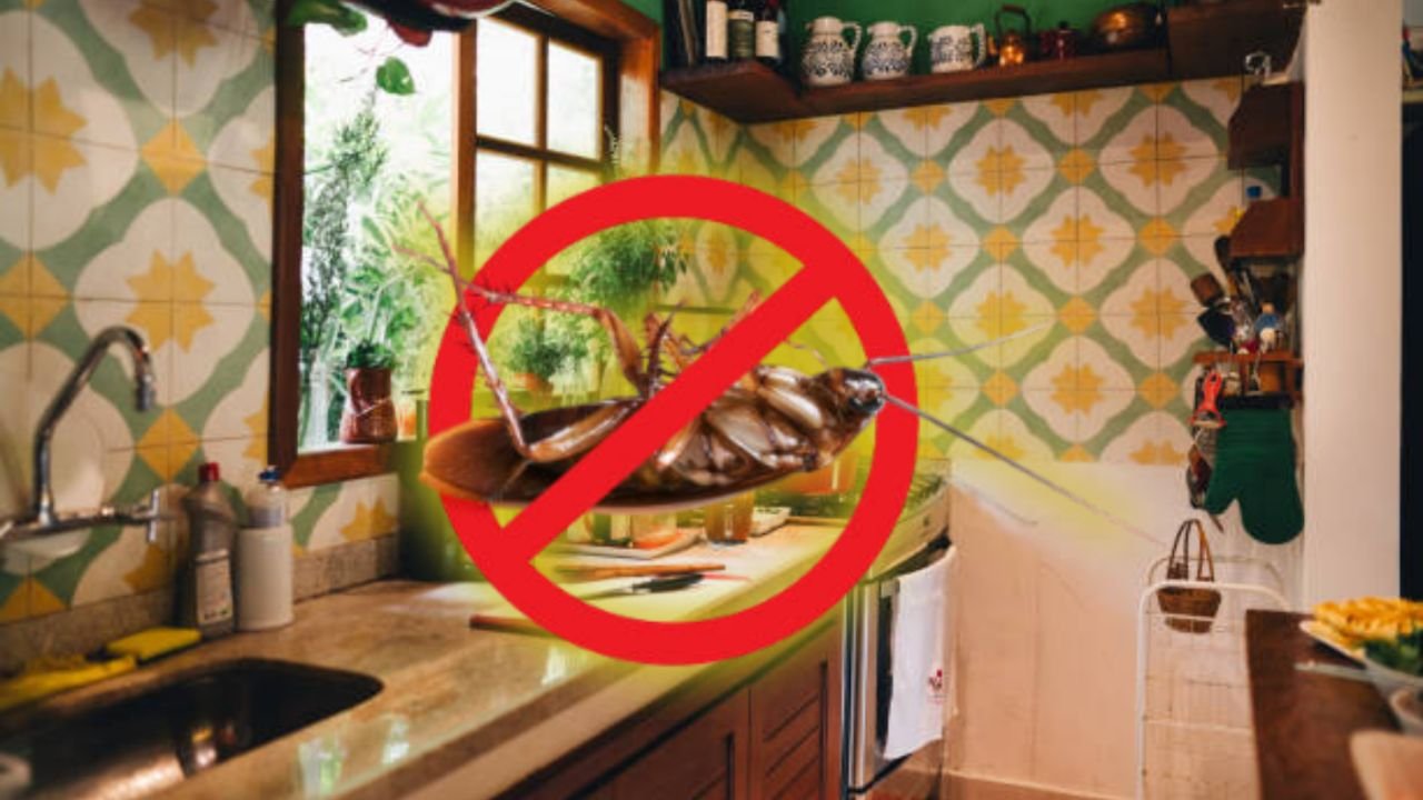 Evita que tu casa se llene de cucarachas con estos 3 ingredientes clásicos de cocina