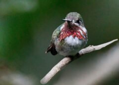¡No era un colibrí!: registran el primer Zumbador Garganta Rayada en Monterrey