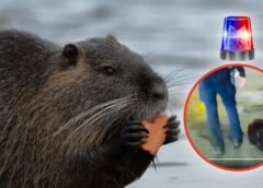 ¿Un castor arrestado? La policía respondió a una sorprendente llamada de emergencia | VIDEO