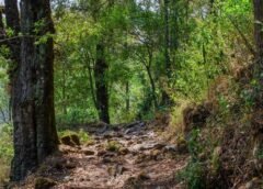 Día Internacional de los Bosques: por qué son clave para la vida, la economía y el futuro de México