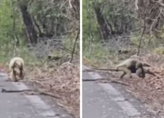 Captan tierno momento de una osa hormiguero con su cría en Calakmul; VIDEO desata comentarios en redes