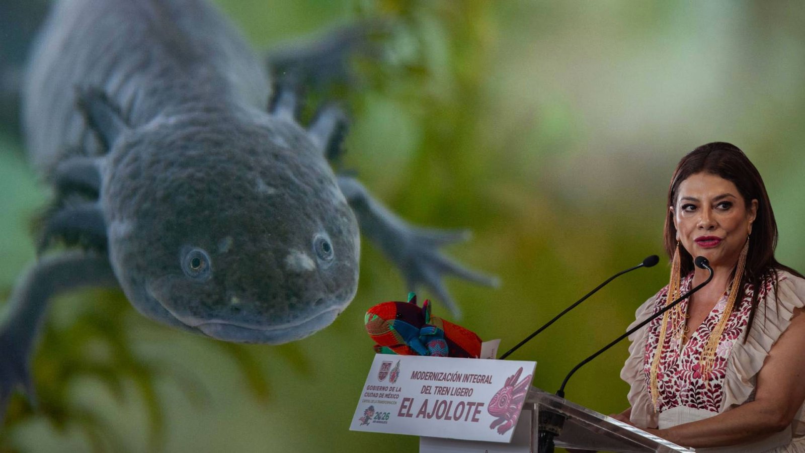 La lucha de los científicos contra la extinción del ajolote en su hábitat natural: ‘La gente no tiene conciencia’