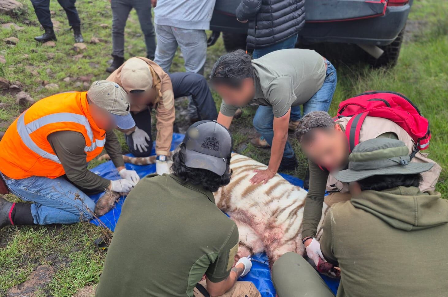 Muere Kenzo, tigre de bengala que escapó en Tepetlaoxtoc: Profepa aplicó protocolo de ‘contención letal’