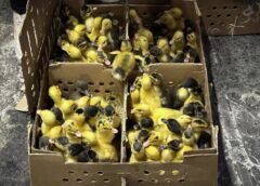 ‘Se venden bien’: Furor por ‘Merlín’ dispara compra de patos en CDMX; preocupación por su abandono