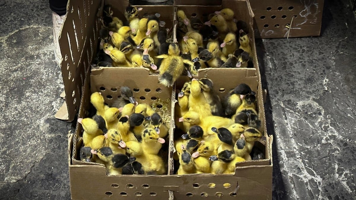 ‘Se venden bien’: Furor por ‘Merlín’ dispara compra de patos en CDMX; preocupación por su abandono