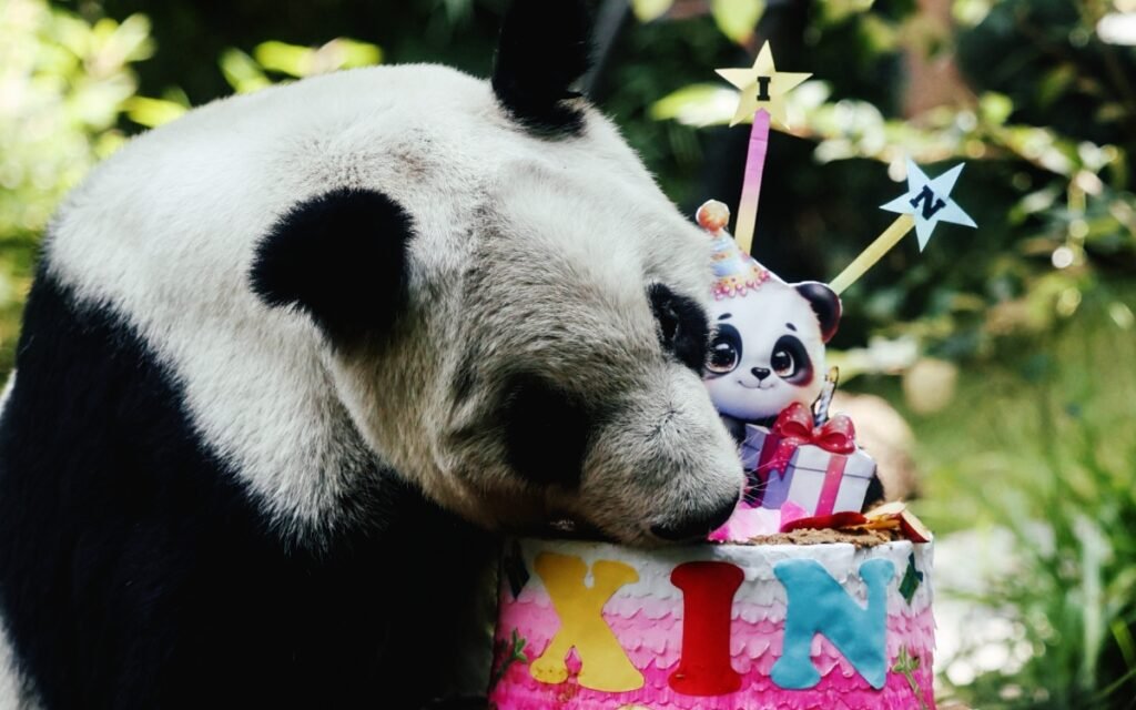 ¡Felicidades! La panda gigante Xin Xin cumple 36 años