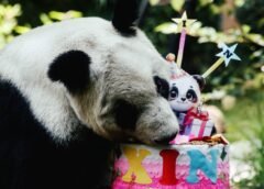 ¡Felicidades! La panda gigante Xin Xin cumple 36 años